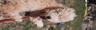 Grover