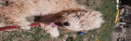 Cockapoo dogs for sale: Grover - Ad 1