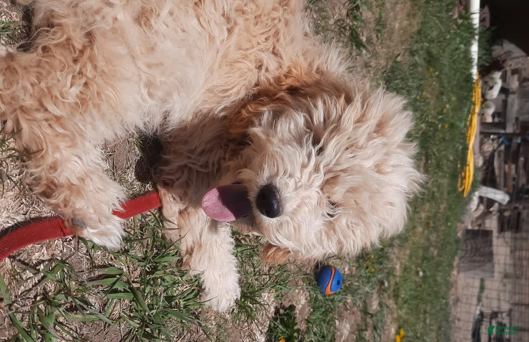 Cockapoo dogs for sale: Grover - Ad 1