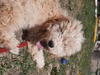 Cockapoo dogs for sale: Grover - Ad 1