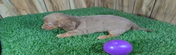 Miniature Dachshund dogs for sale: Cutie Girl 3 - Ad 4