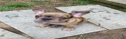 Mixed Breed dogs for sale: Mixed Breed 1 - Ad 3