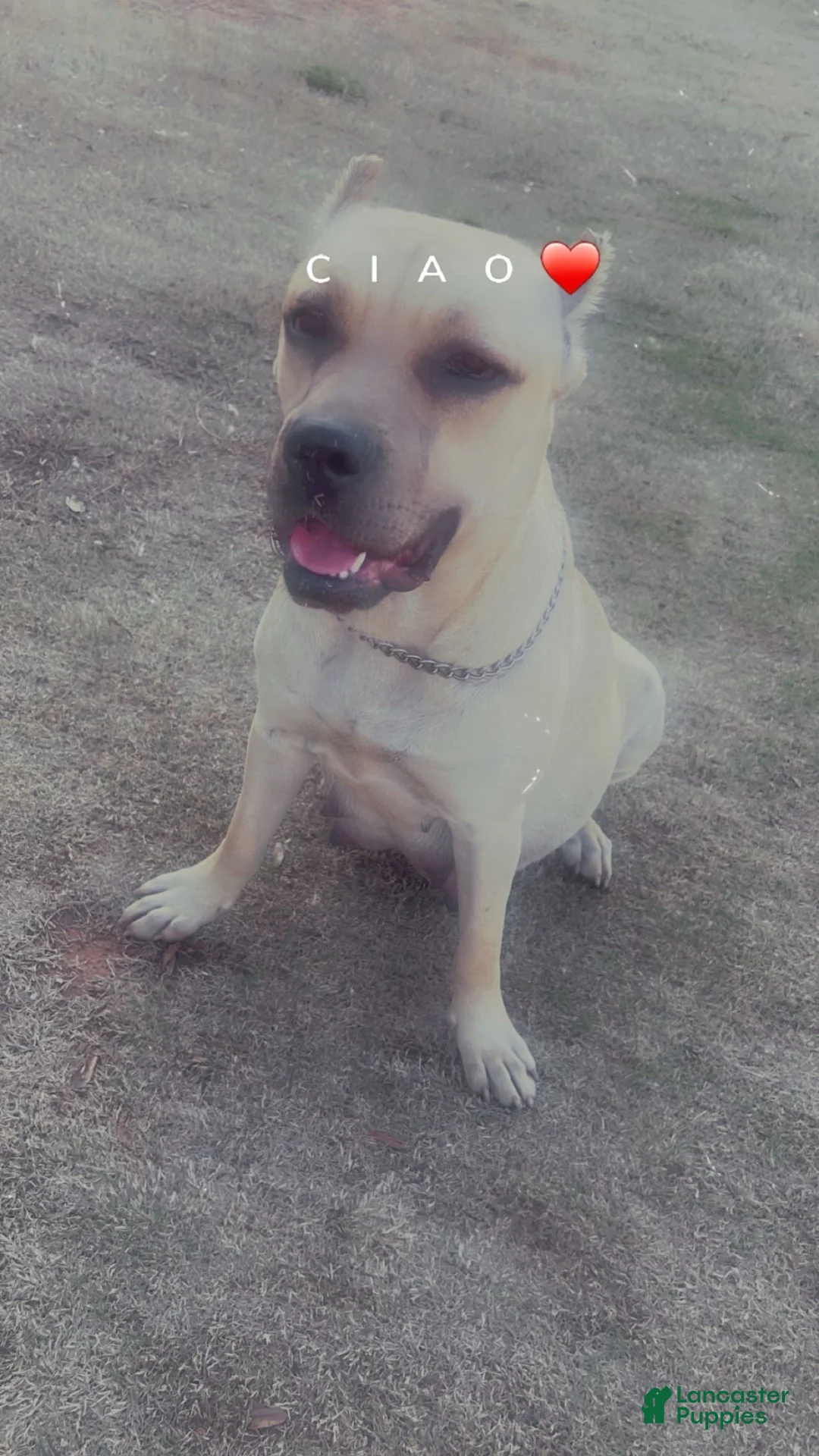 Cane Corso dogs for sale: Cane Corso Puppy 4 - Ad 2