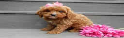 Cavapoo dogs for sale: Callie - Ad 2