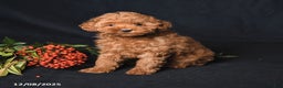 Whoodle dogs for sale: Friendly - Ad 2