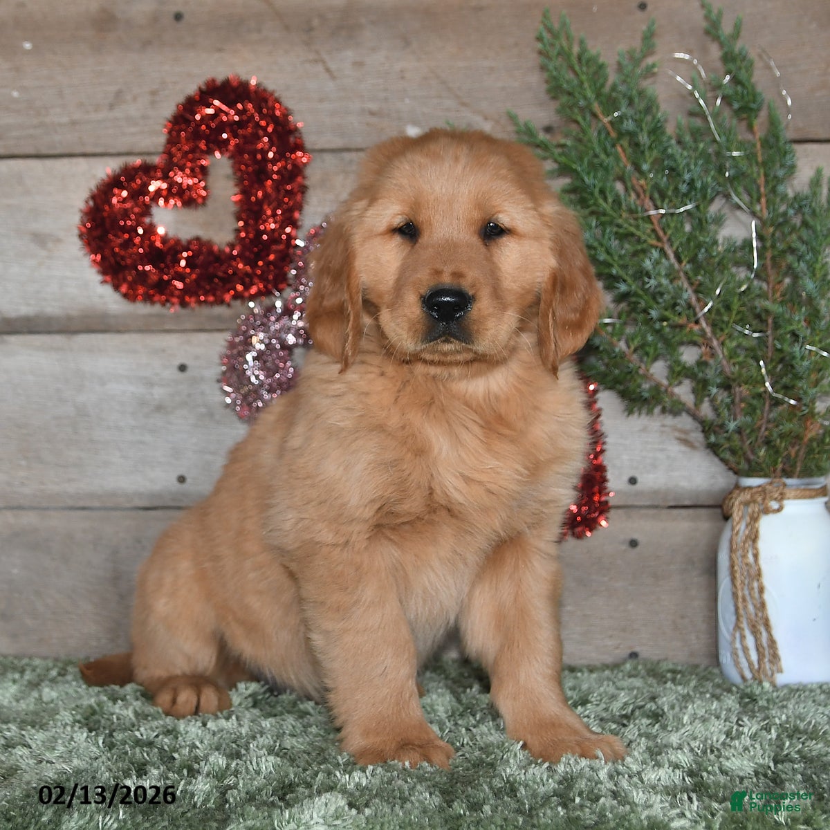 Golden Retriever dogs Alex - Ad 2