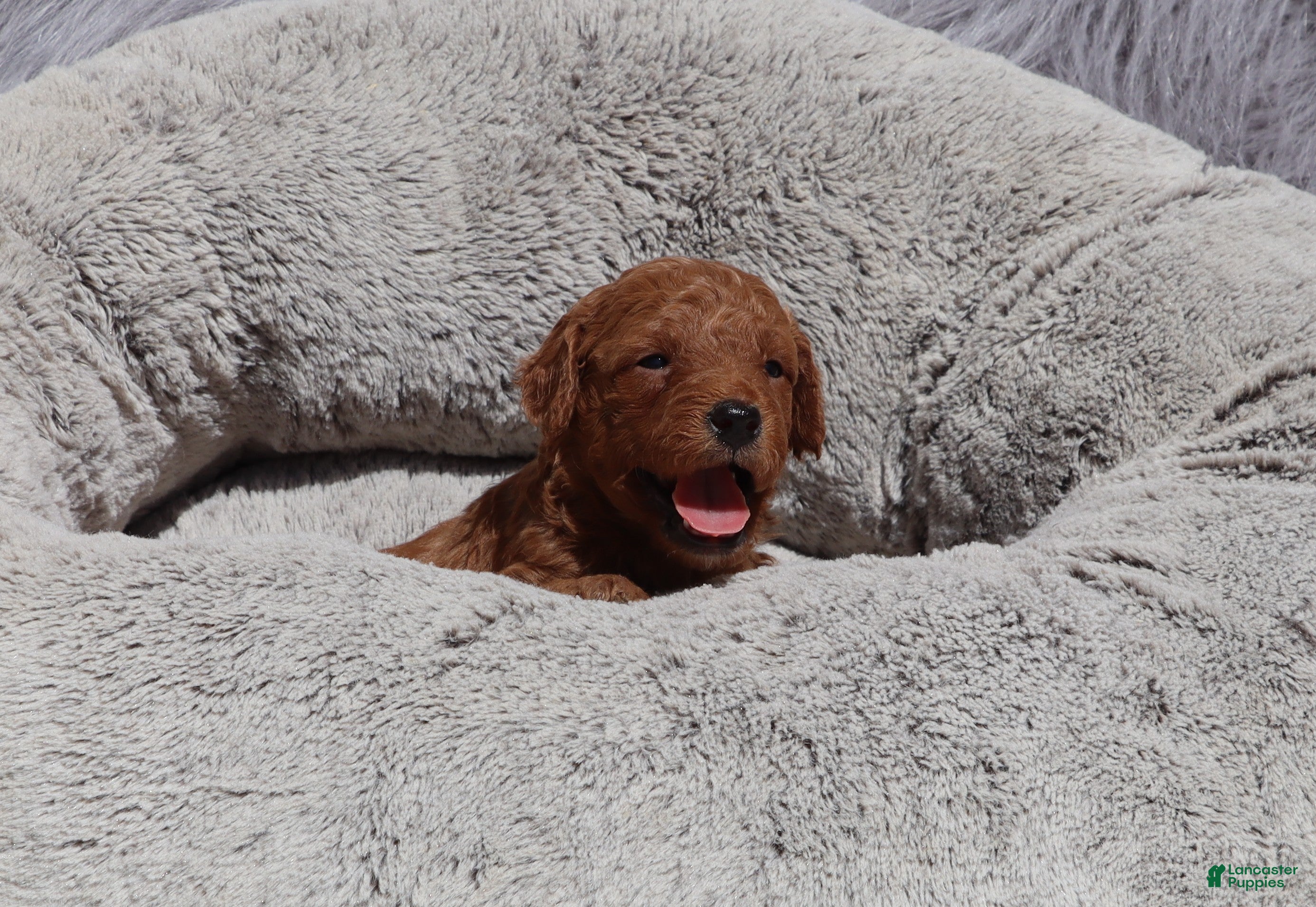 Mini Goldendoodle dogs Miley 🌷GenClearParents - Ad 1