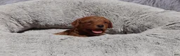 Mini Goldendoodle dogs for sale: Miley 🌷GenClearParents - Ad 1