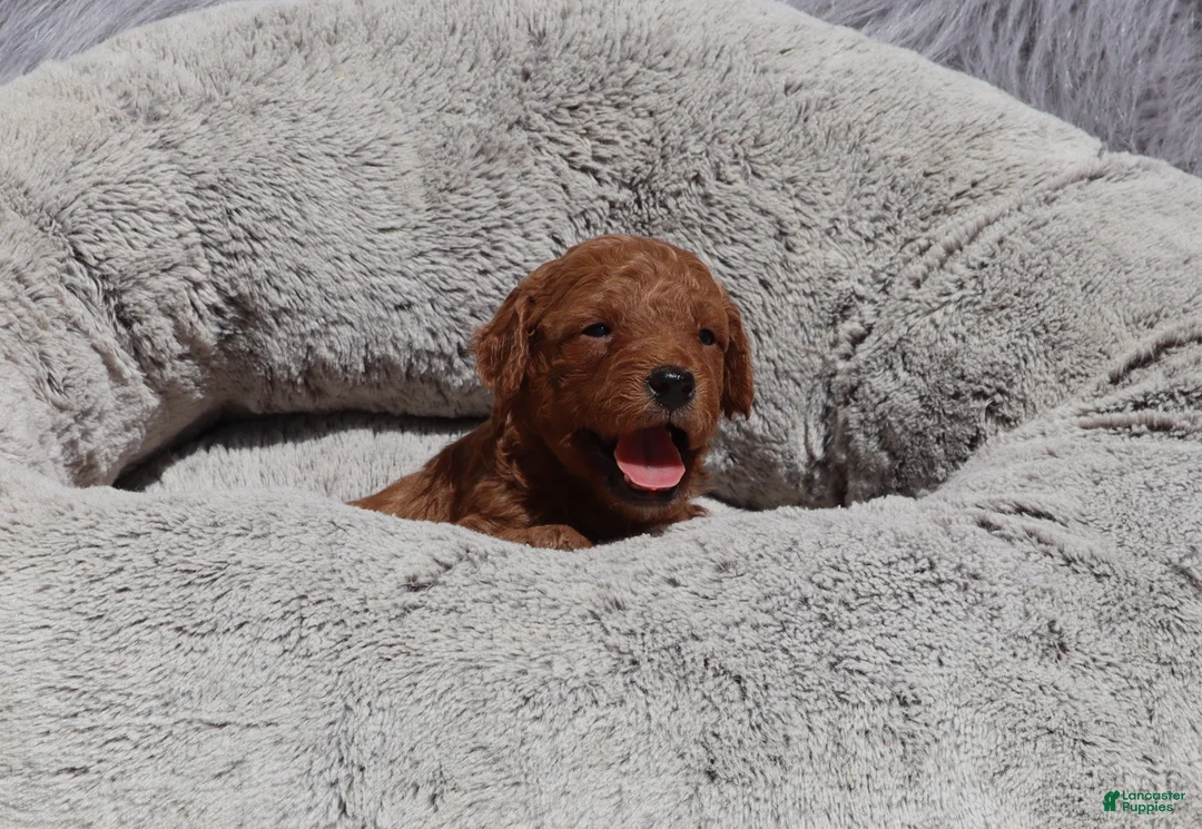 Mini Goldendoodle dogs for sale: Miley 🌷GenClearParents - Ad 1
