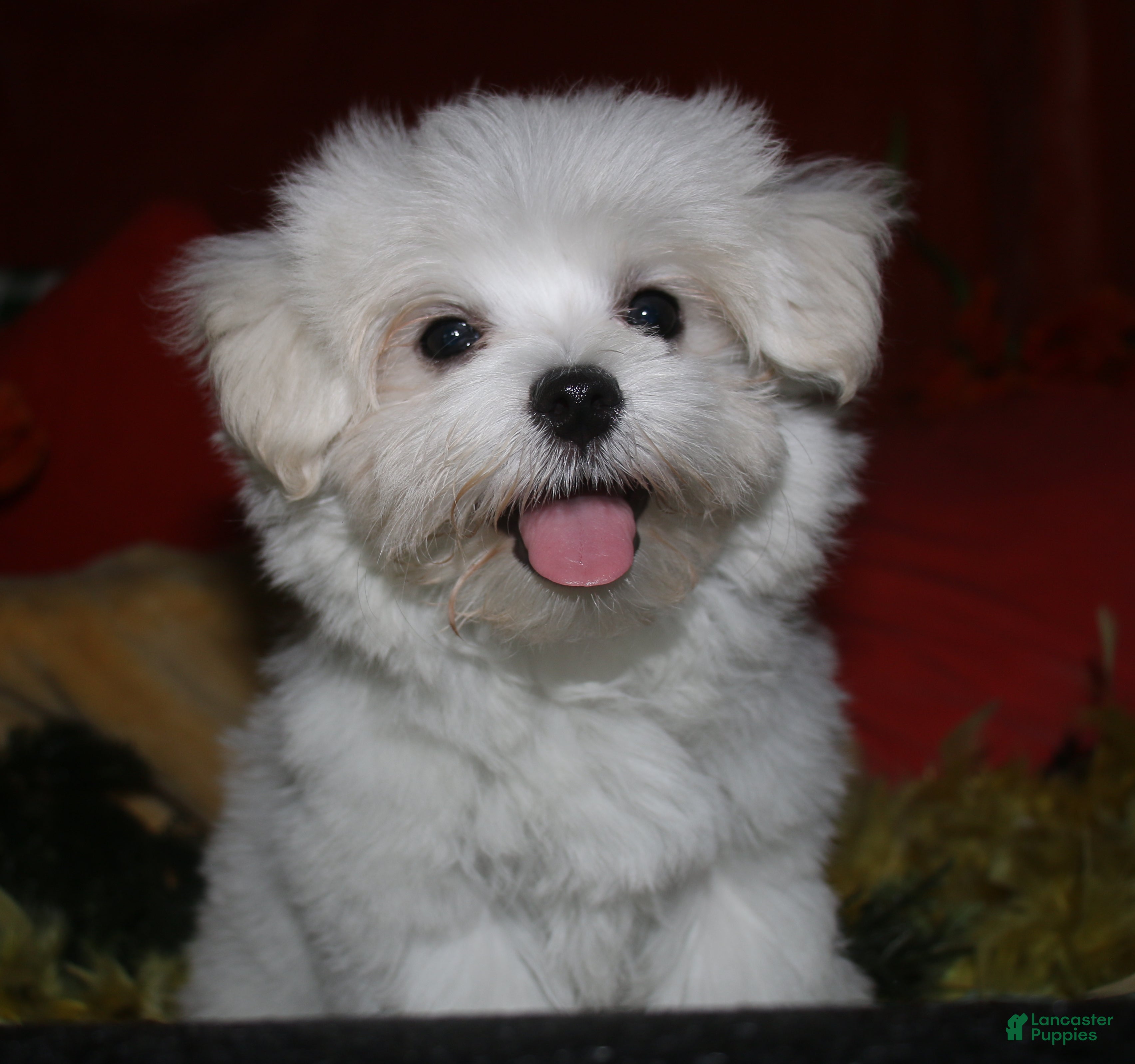 Maltese dogs Stumpy - Ad 2