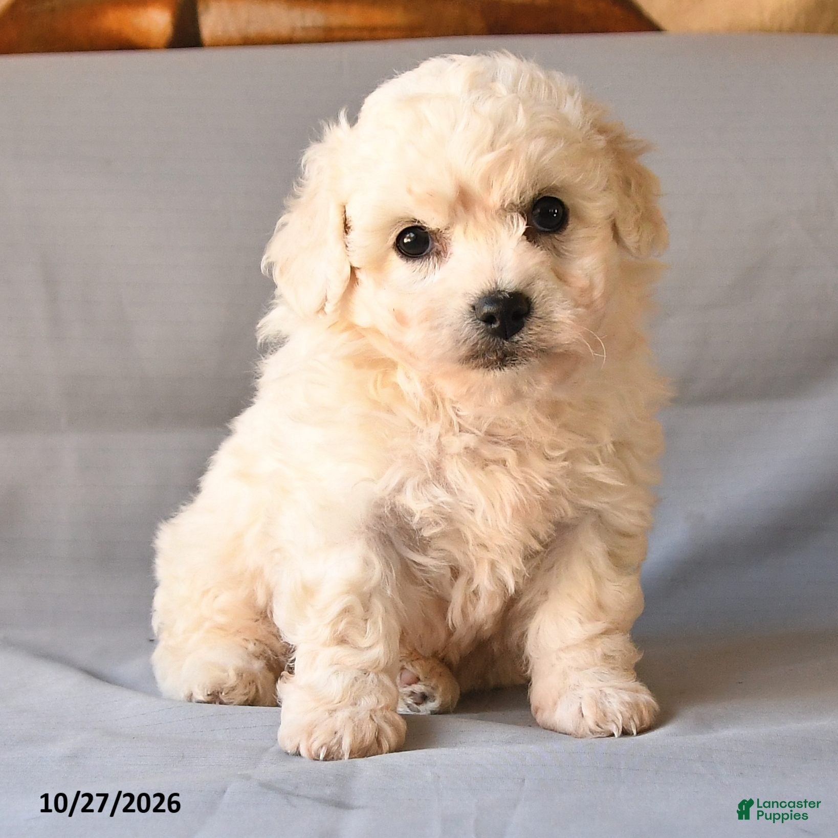 Bichon Frise dogs for sale: Roland - Ad 2