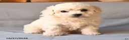 Bichon Frise dogs for sale: Roland - Ad 2