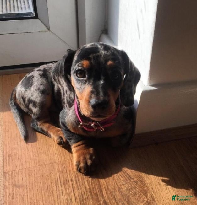 Dachshund dogs for sale: Nancy - Ad 1
