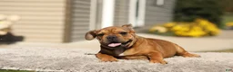 French Bulldog dogs for sale: Olive – Fawn Brindle/White - Ad 7
