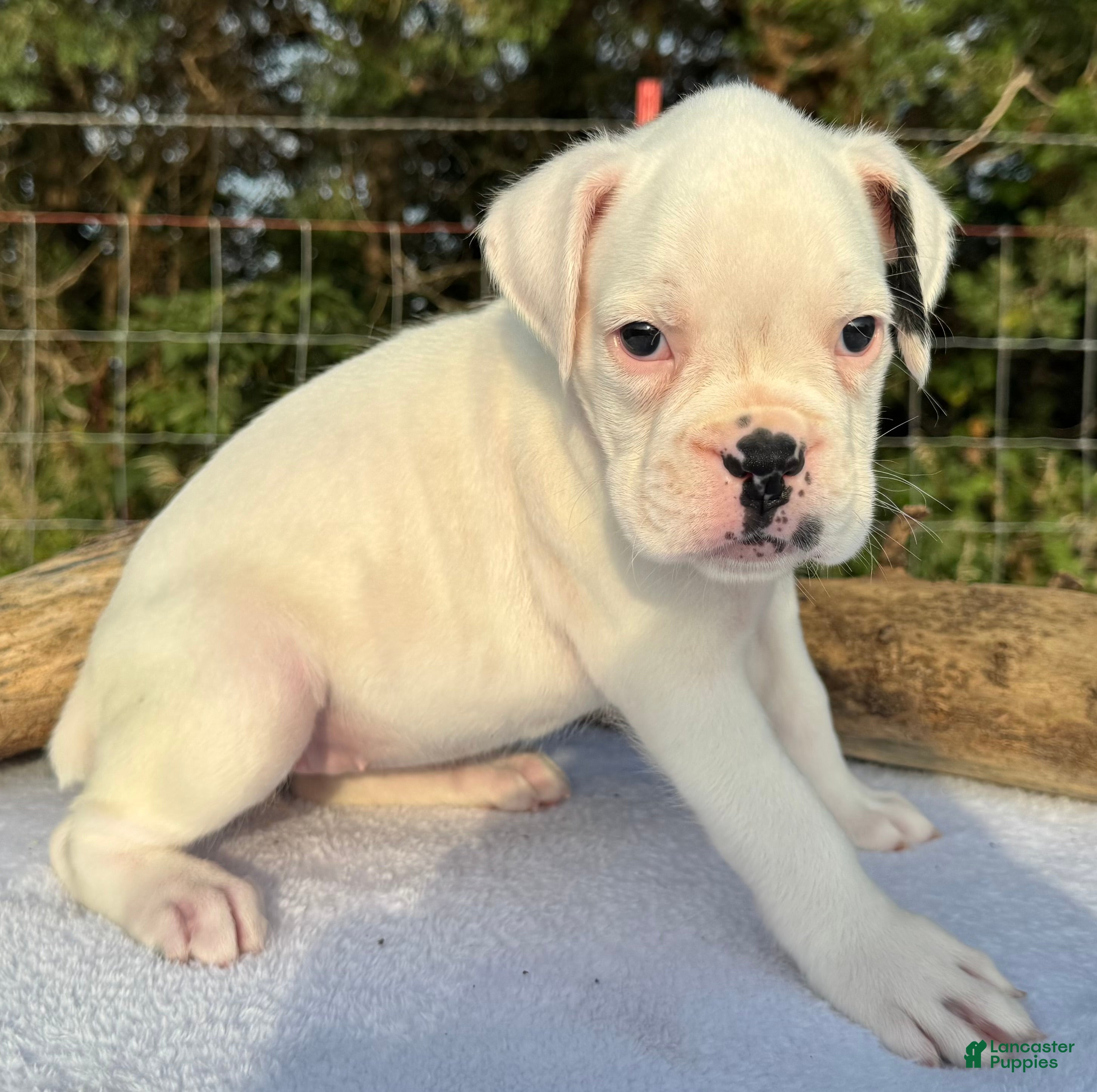 Boxer dogs AKC Charlotte--75% Euro - Ad 2