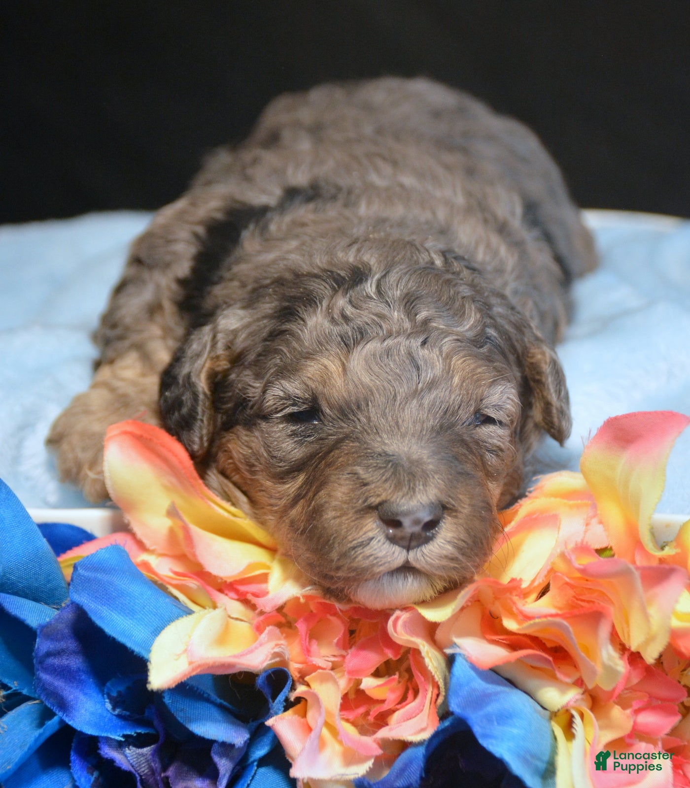 Mini Bernedoodle dogs Micro Bernedoodle Puppy 1 Bennett - Ad 25