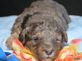 Mini Bernedoodle dogs Micro Bernedoodle Puppy 1 Bennett - Ad 25