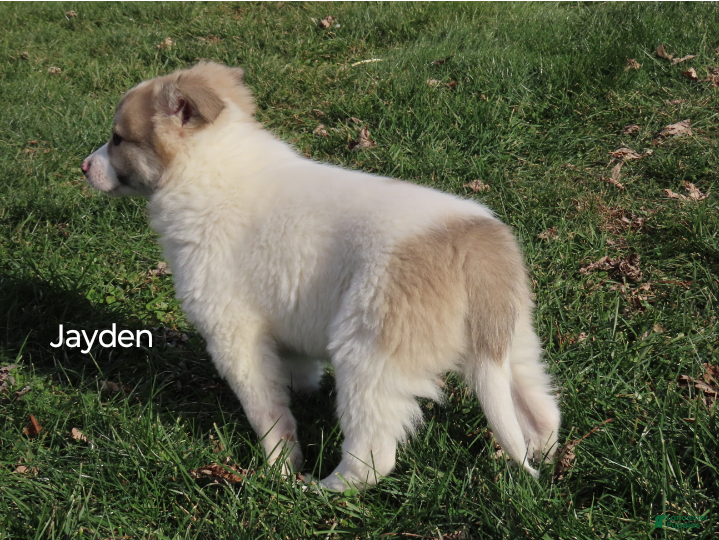 American Eskimo dogs Jayden  - Ad 7