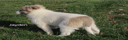 American Eskimo dogs for sale: Jayden  - Ad 1