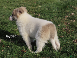 American Eskimo dogs Jayden - Ad 17