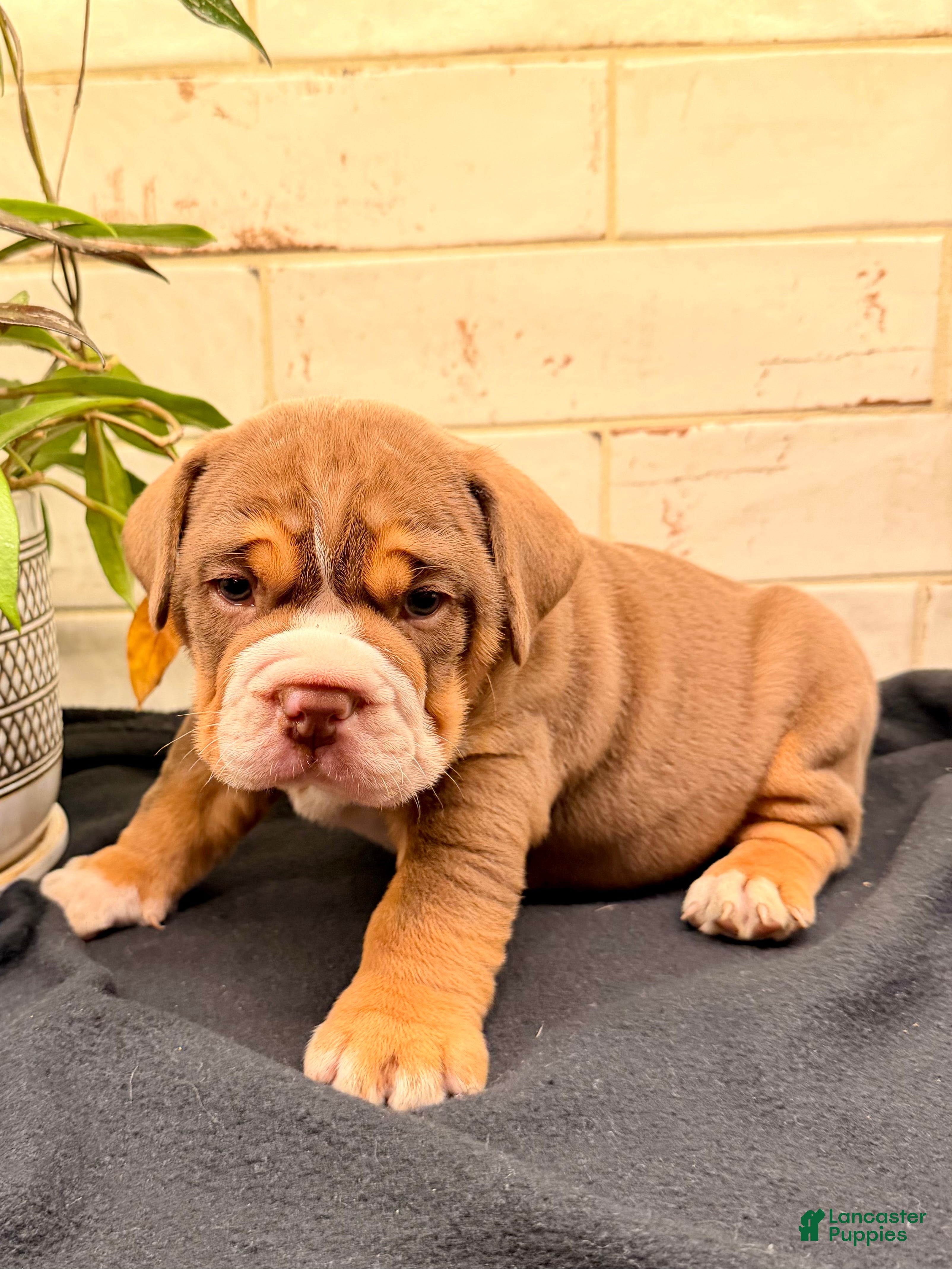 Beabull dogs Goose - Ad 2