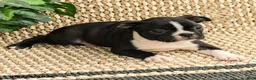 Boston Terrier dogs for sale: Bridget  - Ad 3