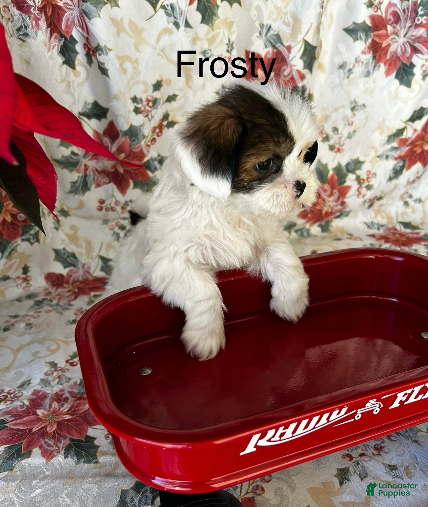 Lhasa Apso dogs Lhasa Apso Puppy 1 - Ad 2