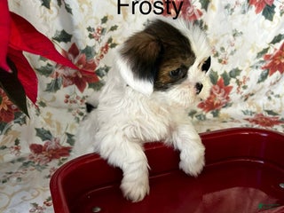 Lhasa Apso dogs Lhasa Apso Puppy 1 - Ad 2