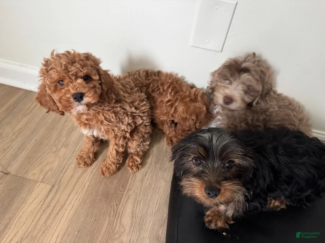 Cavapoo dogs for sale: Cavapoo 1 - Ad 2