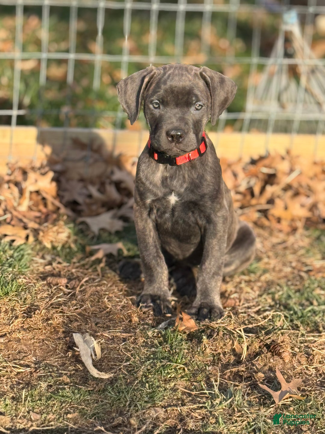 Cane Corso dogs for sale: Stormii - Ad 26