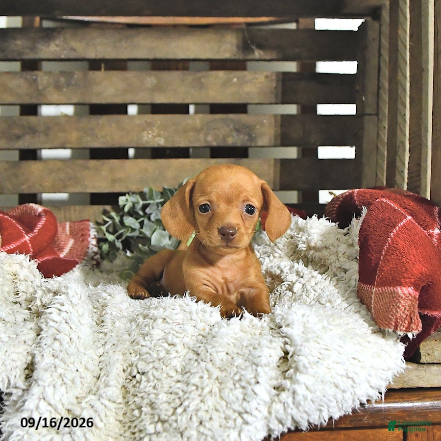 Miniature Dachshund dogs Graham - Ad 1