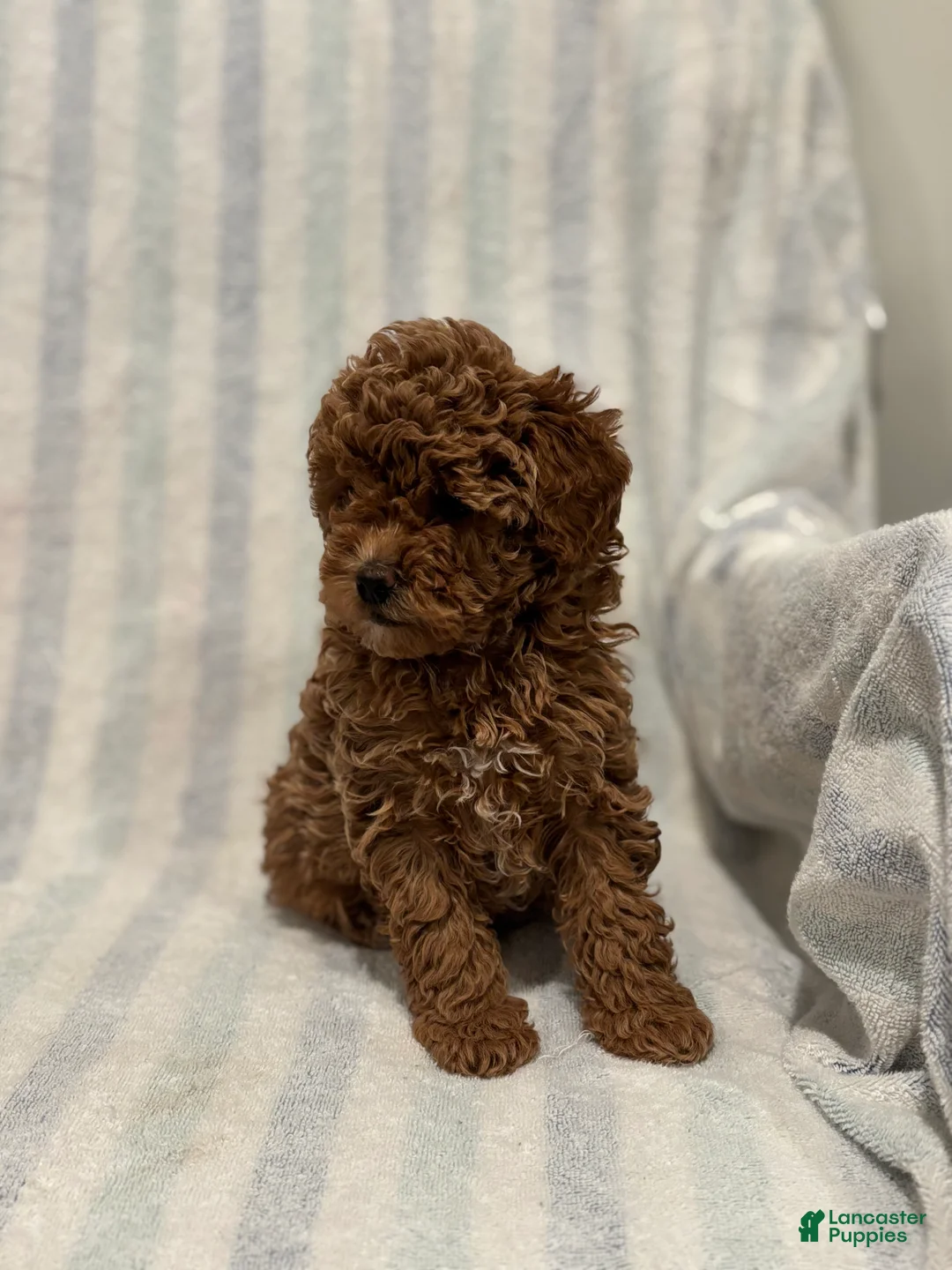 Maltipoo dogs for sale: Twix - Ad 2