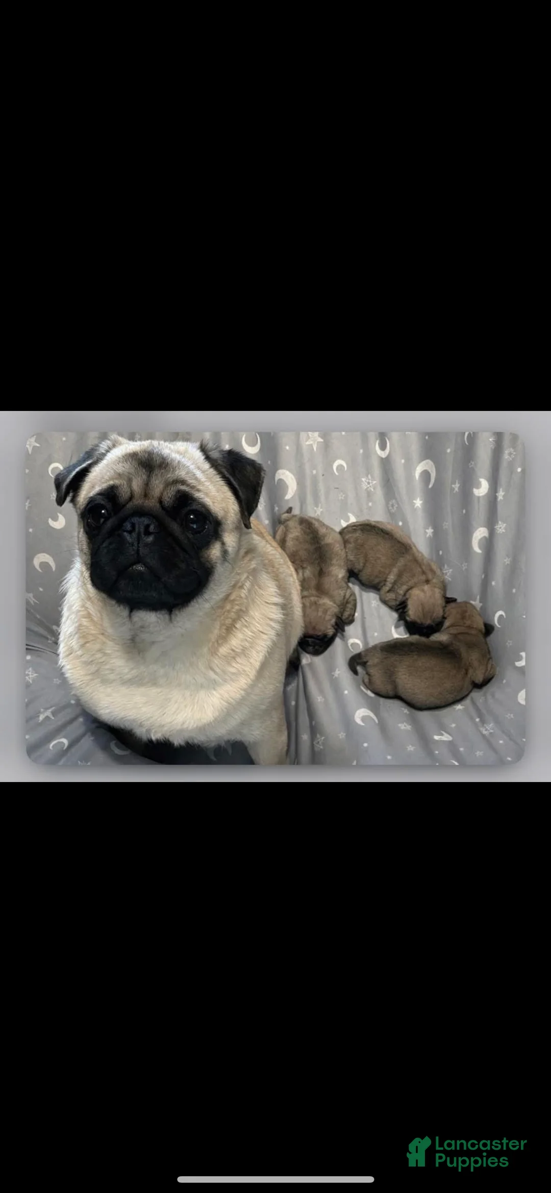 Pug dogs for sale: Piper - Ad 6