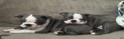 Boston Terrier dogs for sale: Max - Ad 4