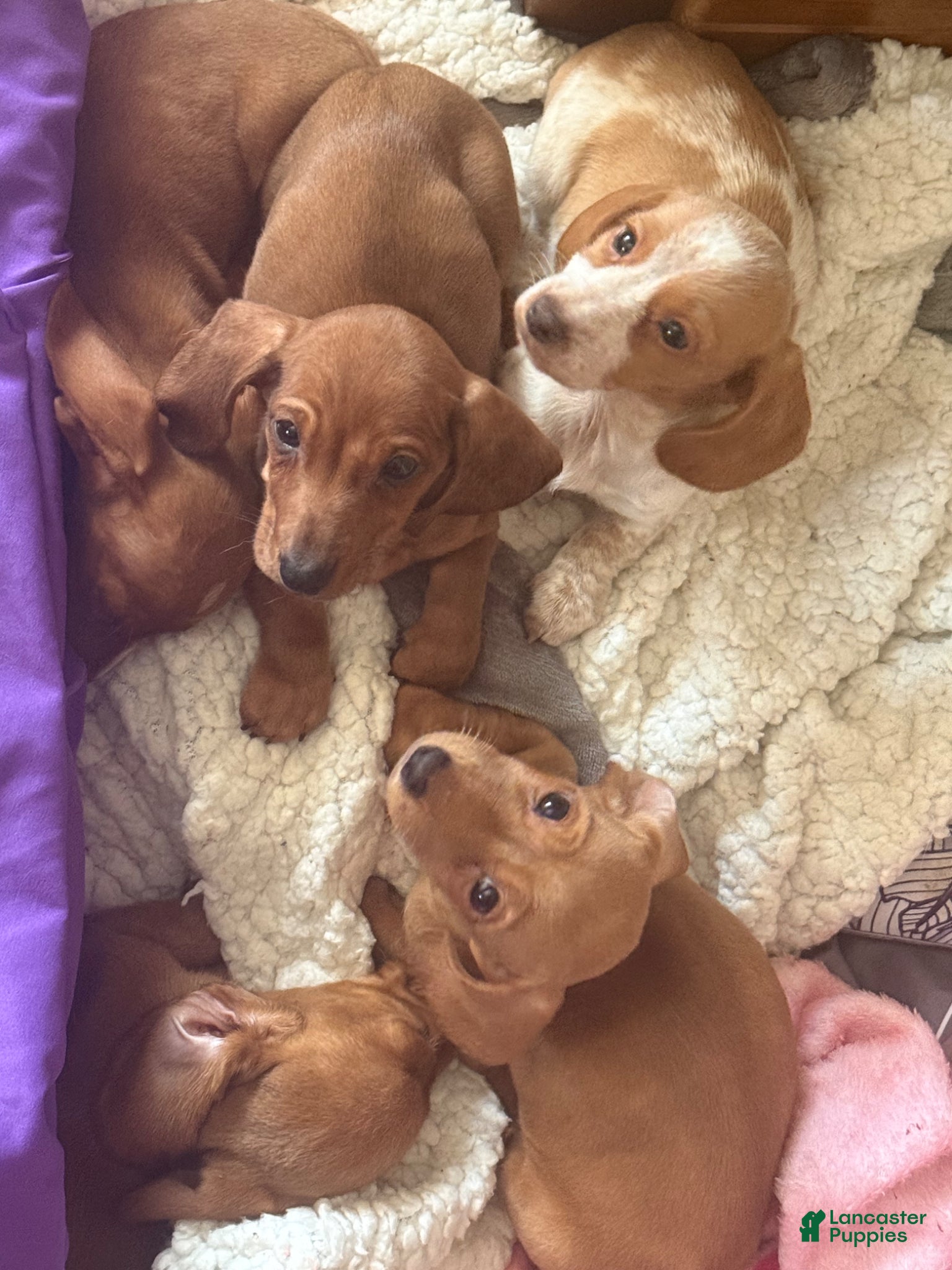 Miniature Dachshund dogs Miniature Dachshund Puppy 3 - Ad 2
