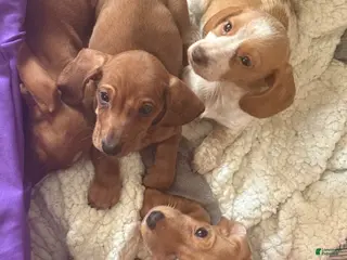 Miniature Dachshund dogs Miniature Dachshund Puppy 3 - Ad 5