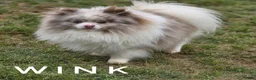 Pomeranian dogs for sale: Wink - Lavender Merle Parti - Blue Eye - Ad 3