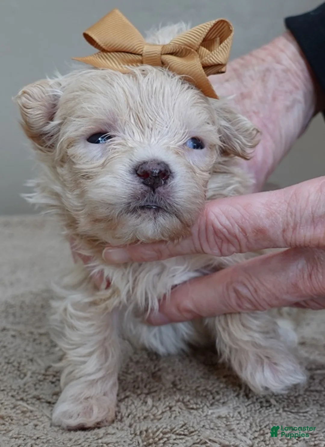 Maltipoo dogs for sale: Micro Teacup Kyro  - Ad 2