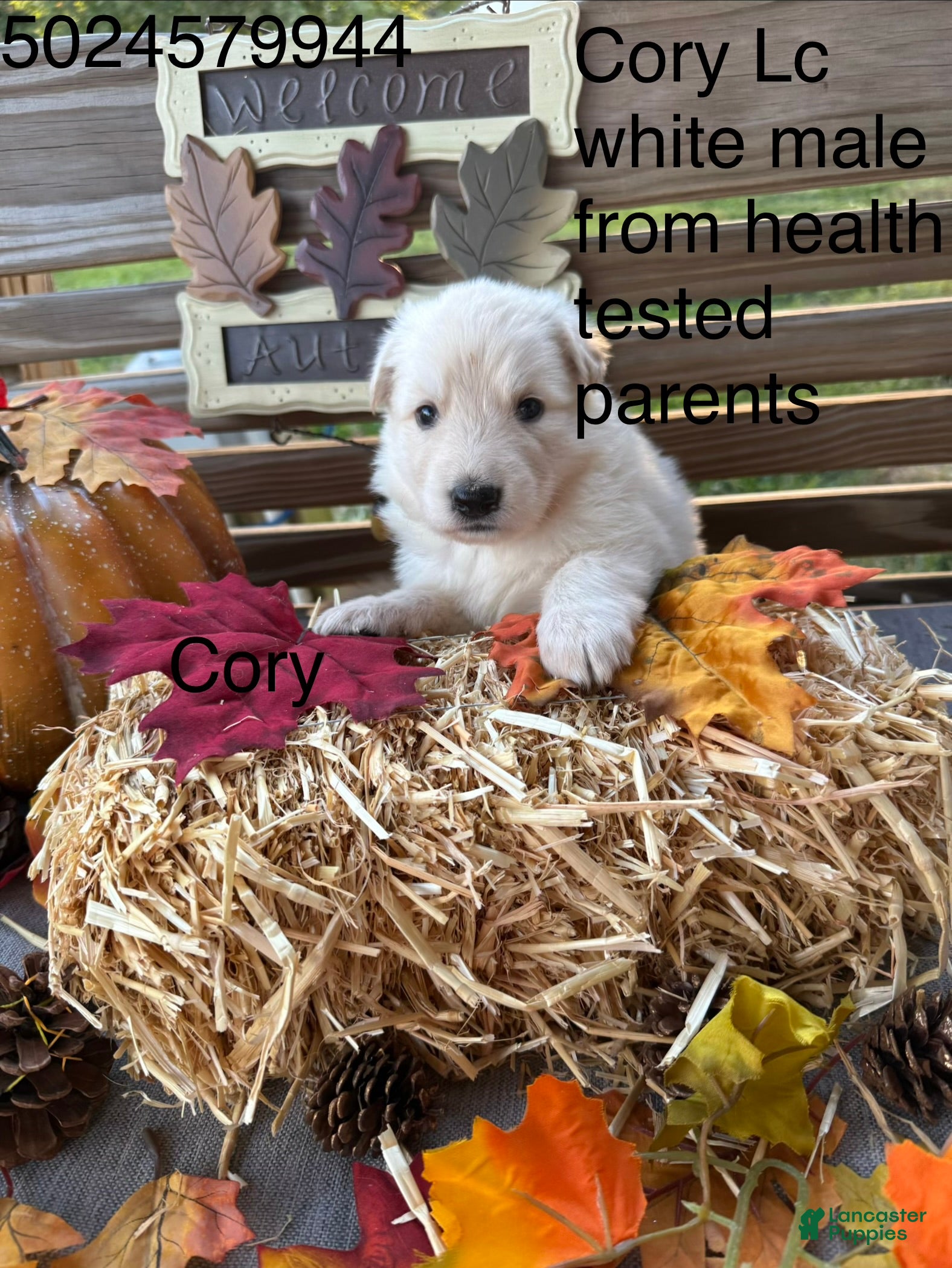 German Shepherd dogs Cory - Ad 41