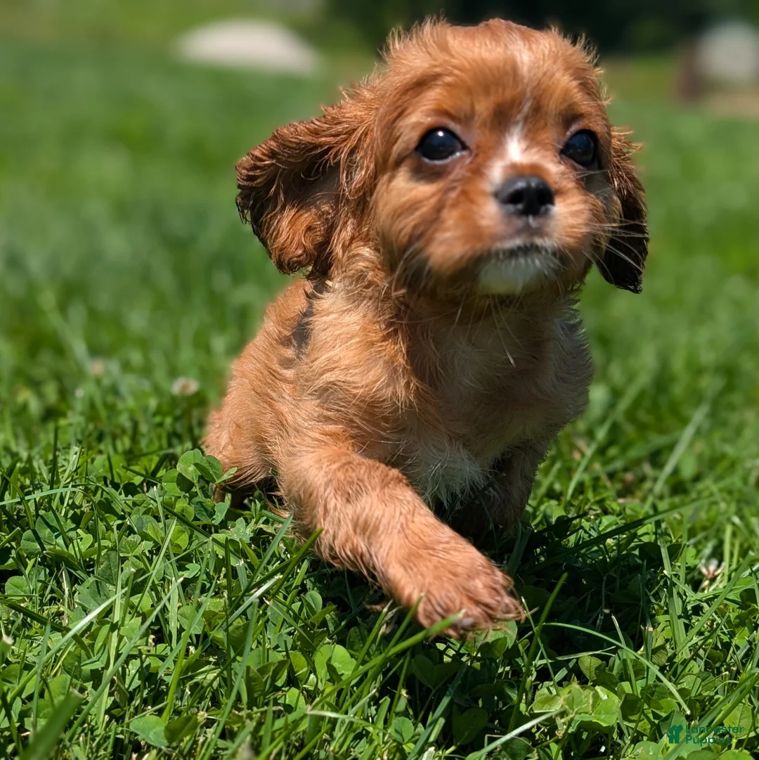 Cavalier King Charles Spaniel dogs for sale: Ruby - Ad 2