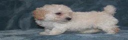Miniature Poodle dogs for sale: Sky - Ad 4