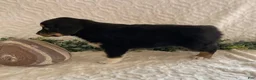 Australian Shepherd dogs for sale: Roxy - Ad 4