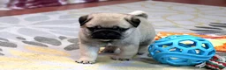 Pug dogs for sale: Astro - Ad 3