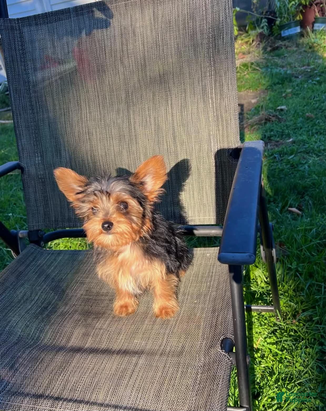 Yorkshire Terrier dogs Peanut - Ad 2