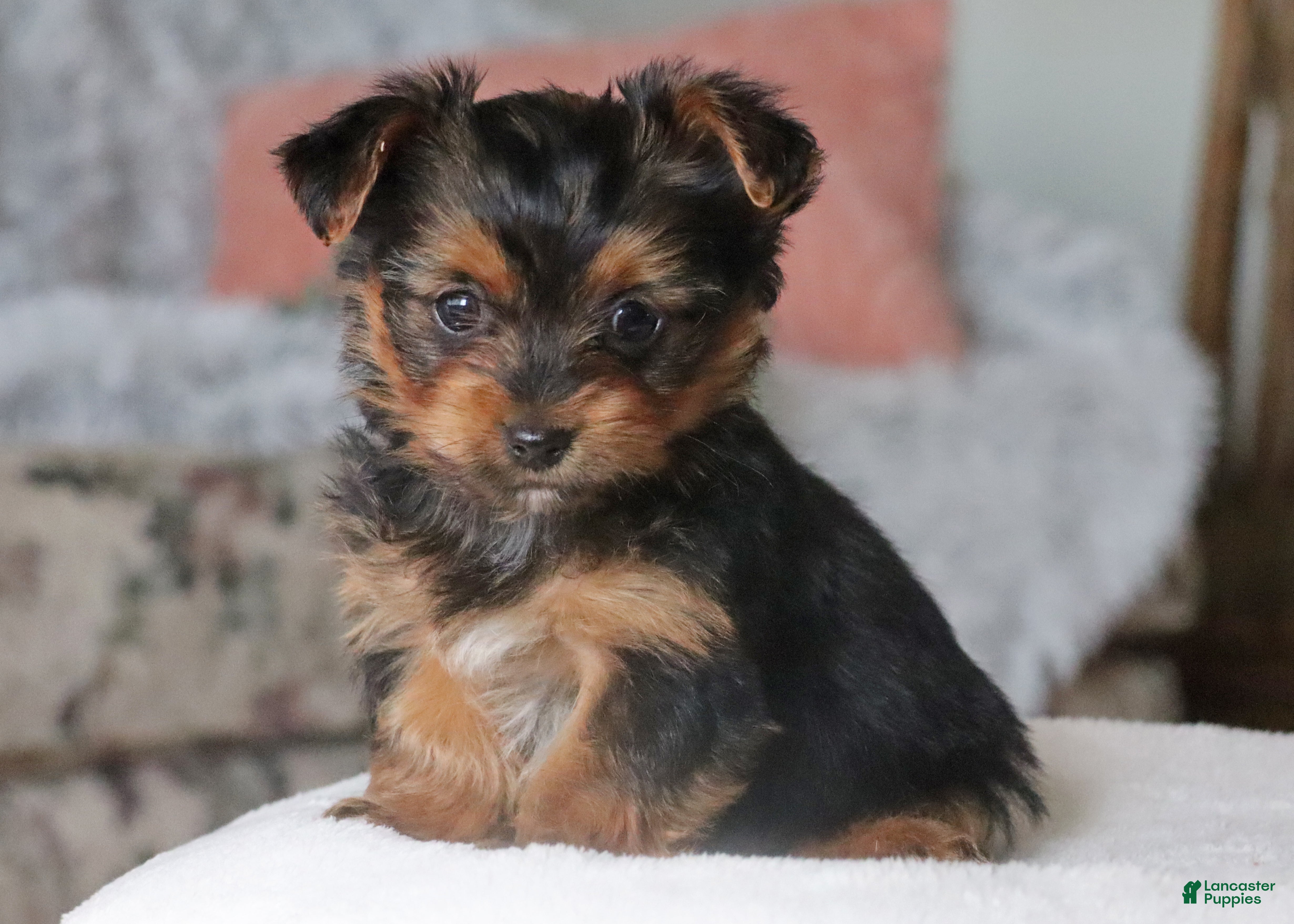 Yorkshire Terrier dogs Riley - Ad 1