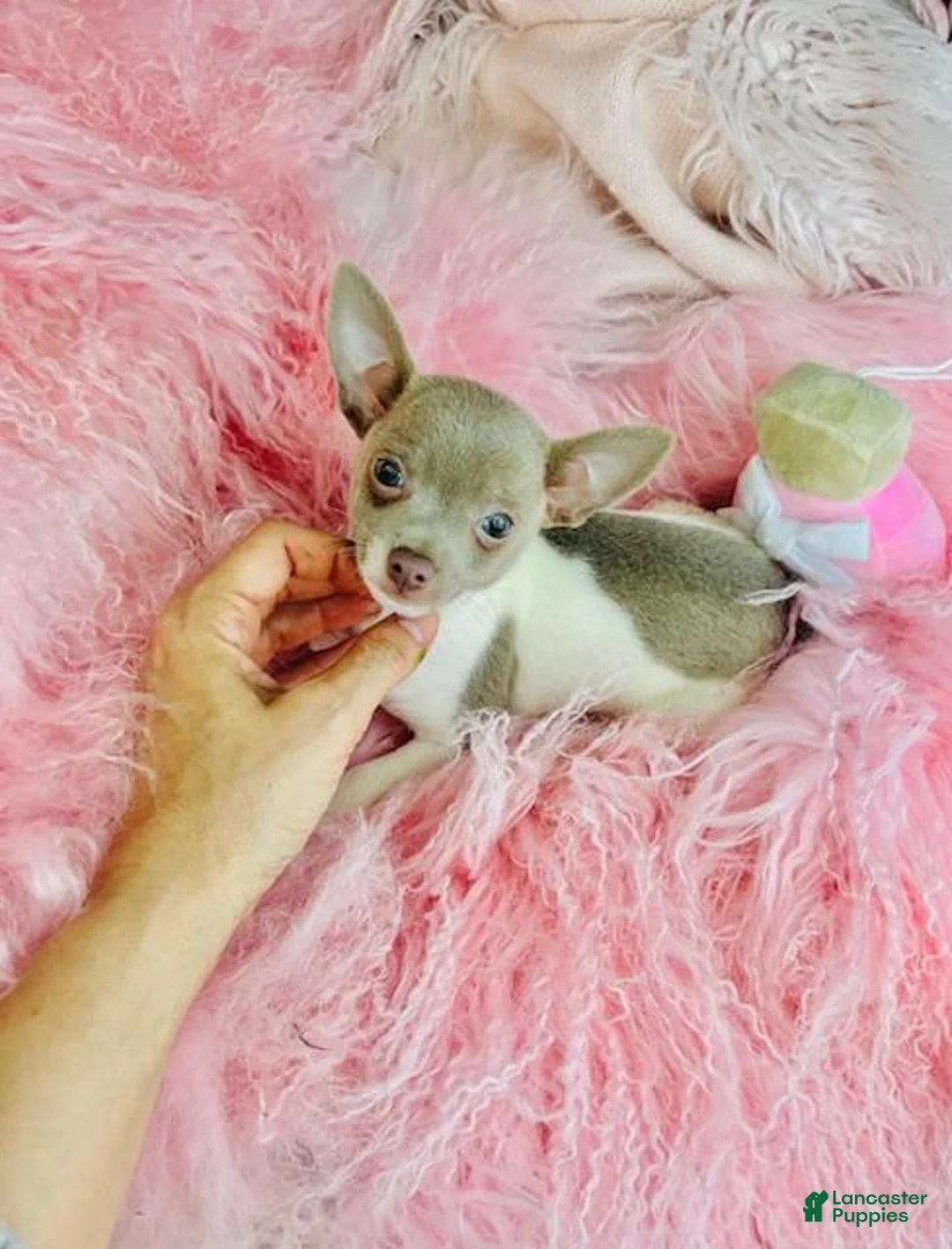 Chihuahua dogs for sale: Chihuahua Puppy 1 - Ad 1