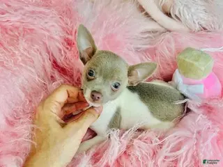 Chihuahua dogs Chihuahua Puppy 1 - Ad 12