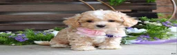 Maltipoo dogs for sale: Hope - Ad 4