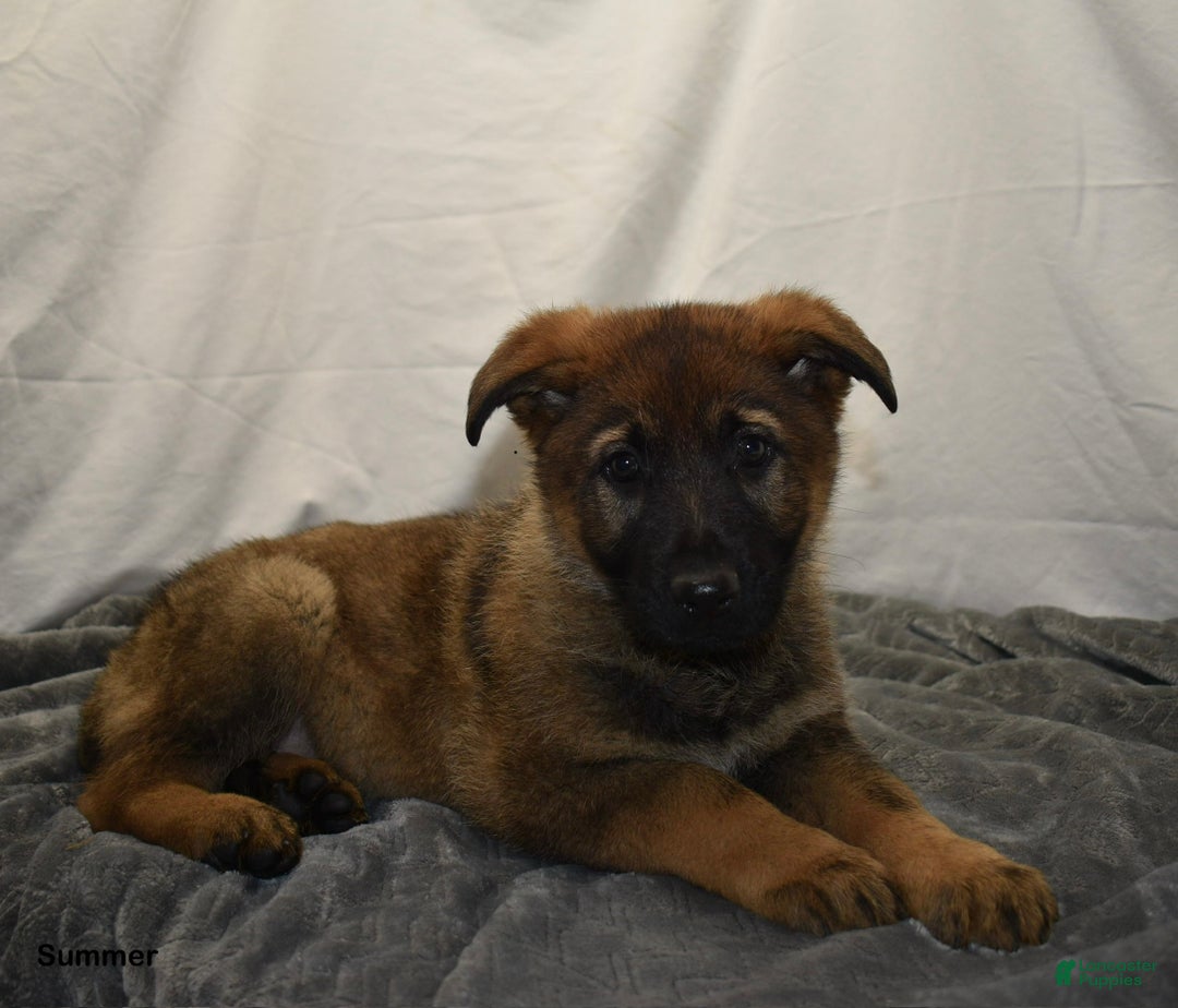 German Shepherd dogs for sale: Summer - Ad 2