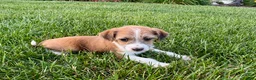 Mixed Breed dogs for sale: Italian greyhound/Havanese Cade  - Ad 6